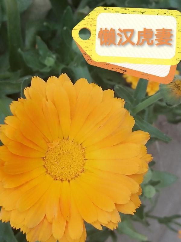 懒汉懦夫是什么意思